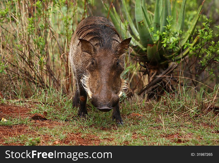 A young warthog looks at the camera, still wet from the morning rain