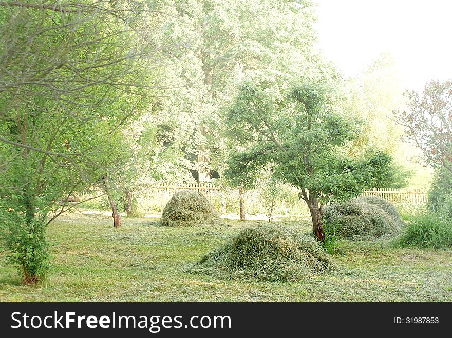 Haymaking in summer garden, piles of hay and trees. Haymaking in summer garden, piles of hay and trees