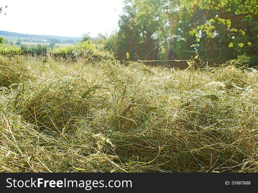 Haymaking in summer garden, with trees and landscape in background. Haymaking in summer garden, with trees and landscape in background