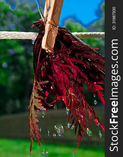 Red maple leaves hanging to wash and dry on a clothes line. Red maple leaves hanging to wash and dry on a clothes line.