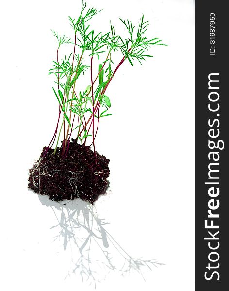 Seedling growth and soil with white background. Seedling growth and soil with white background