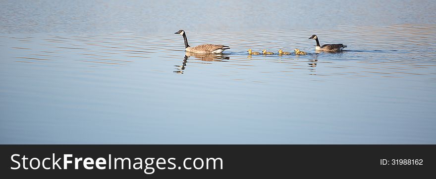 Panmoramic photo of baby ducklings swimming behind their mother duck. Panmoramic photo of baby ducklings swimming behind their mother duck