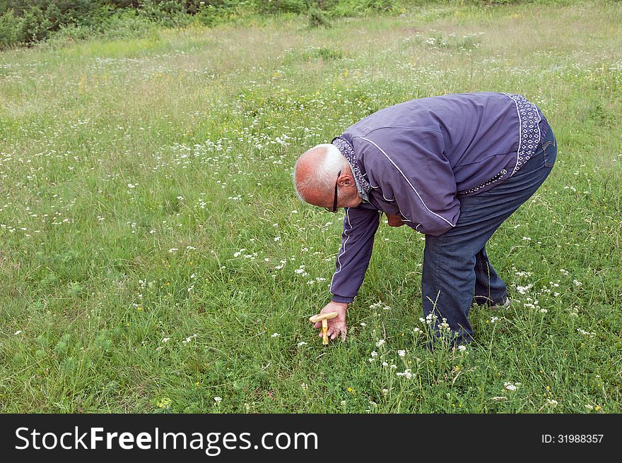Elderly Man Picked Mushrooms In A Meadow