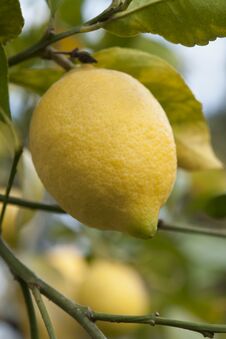 Lemon Royalty Free Stock Photo