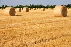 Field Of Freshly Cut Bales Royalty Free Stock Image Field Of Freshly Cut Bales Royalty Free Stock Image