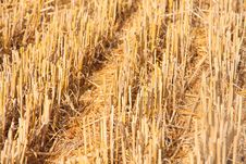 Cutted Wheat Field Soil Plant Royalty Free Stock Images Cutted Wheat Field Soil Plant Royalty Free Stock Images