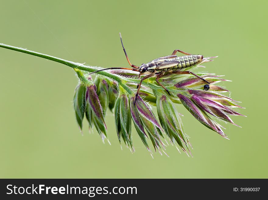 The meadow plant bug (Leptopterna dolabrata) on a bent.