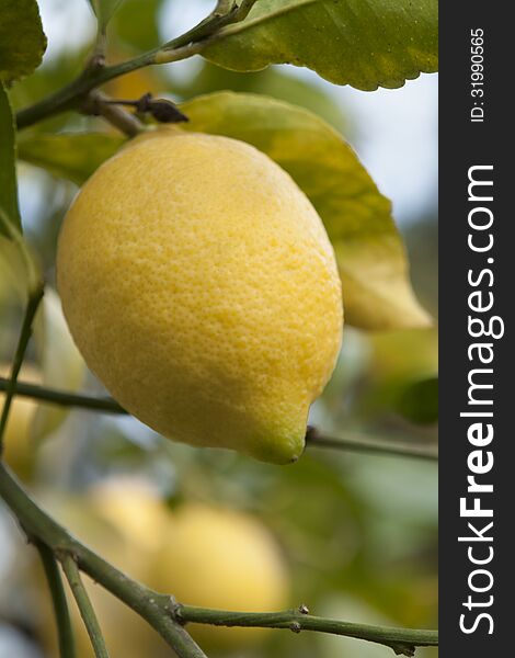 Detail of a lemon, in a lemon tree.