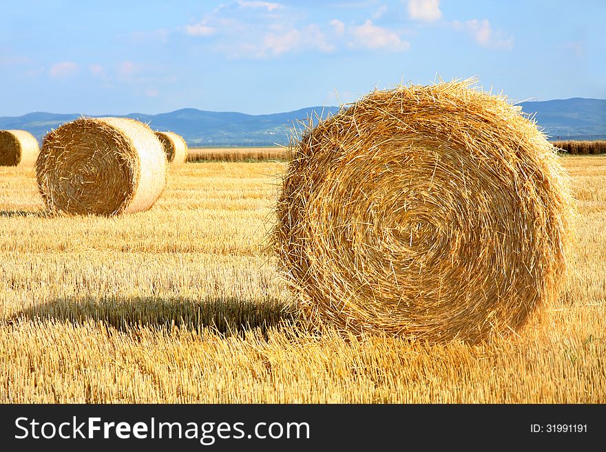 Field of freshly cut bales on farmer field