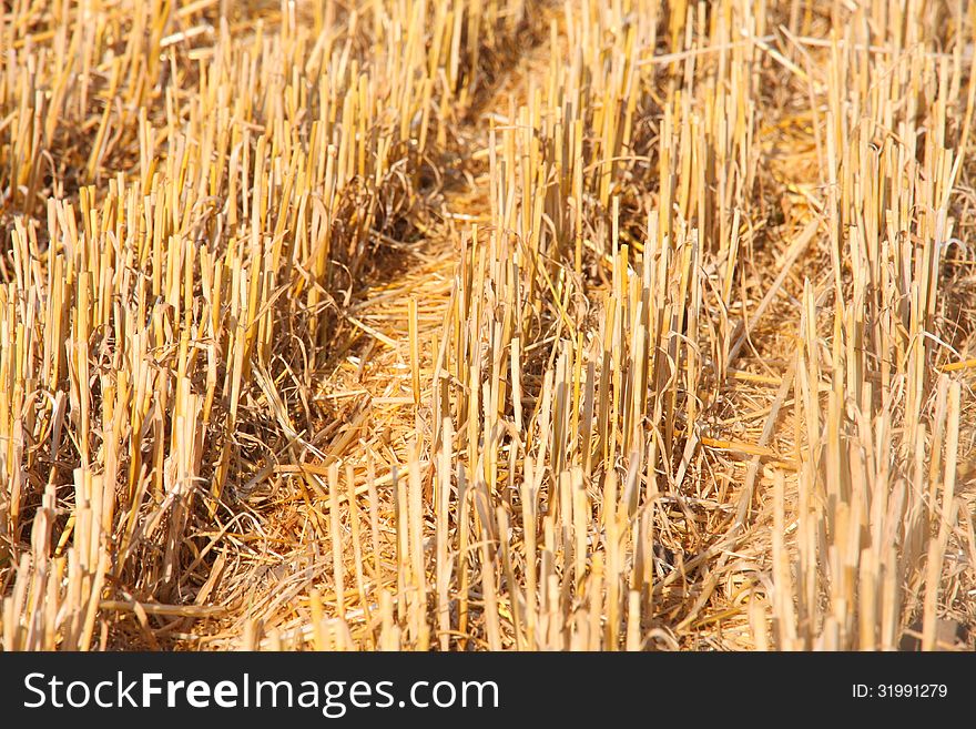 Details of cutted wheat field soil plant on farmer field