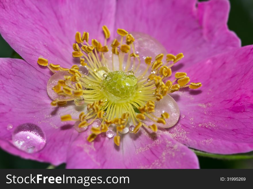 Dogrose flower with dew drops