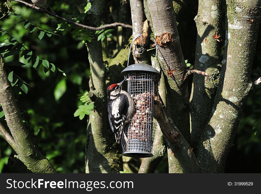 Juvenile Male Woodpeckeron A Peanut Feeder.