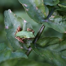 Pacific Tree Frog - 4 Stock Images