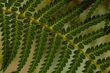 Branch Of A Fern Tree Stock Photo