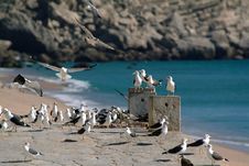 Seagulls Flight Stock Photo Seagulls Flight Stock Photo