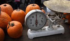 Pumpkins To Be Weighed Stock Image Pumpkins To Be Weighed Stock Image