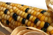 Corn Ear Royalty Free Stock Images
