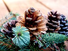 Pine Cones Royalty Free Stock Photos Pine Cones Royalty Free Stock Photos