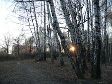 Birchwood Royalty Free Stock Photo Birchwood Royalty Free Stock Photo