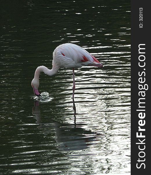 Greater Flamingo in the water