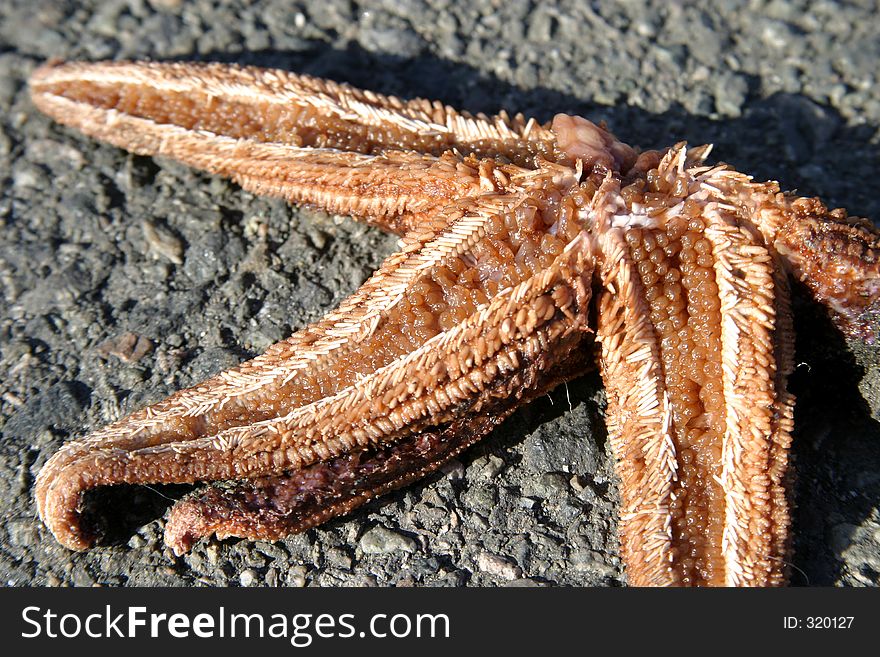 Starfish left for dead on pavement. Starfish left for dead on pavement