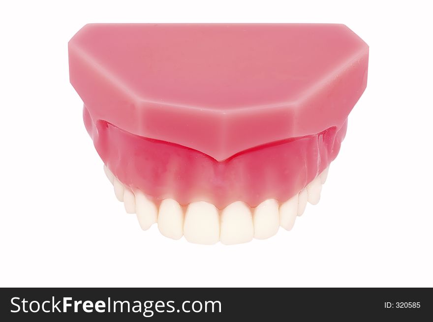 Model of Upper Teeth