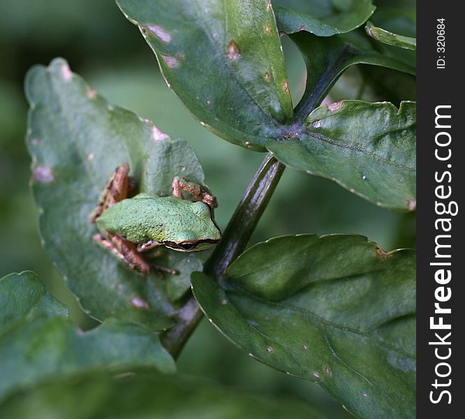 Pacific Tree Frog On Foliage, Top. Pacific Tree Frog On Foliage, Top
