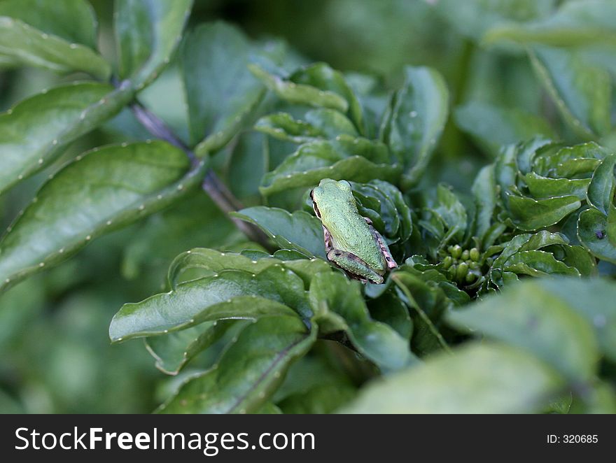 Pacific Tree Frog On Foliage, Back. Pacific Tree Frog On Foliage, Back