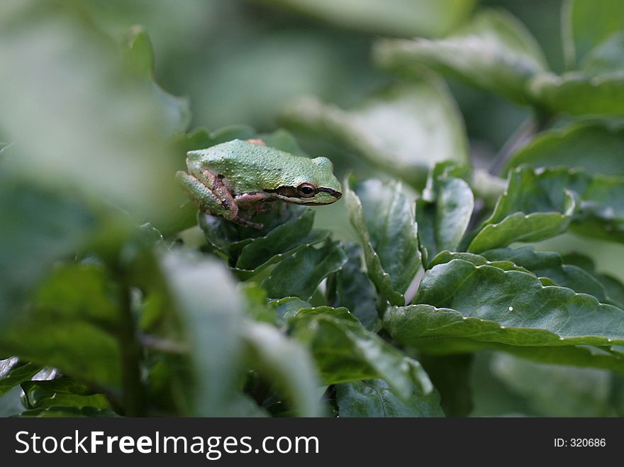 Pacific Tree FrogPacific Tree Frog Sitting On Foliage. Side. Pacific Tree FrogPacific Tree Frog Sitting On Foliage. Side