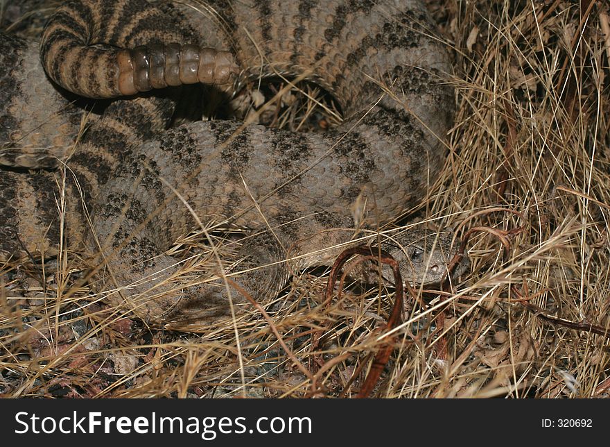 Tiger Rattlesnake Hidden In Grass, Crotalus Tigris. Tiger Rattlesnake Hidden In Grass, Crotalus Tigris