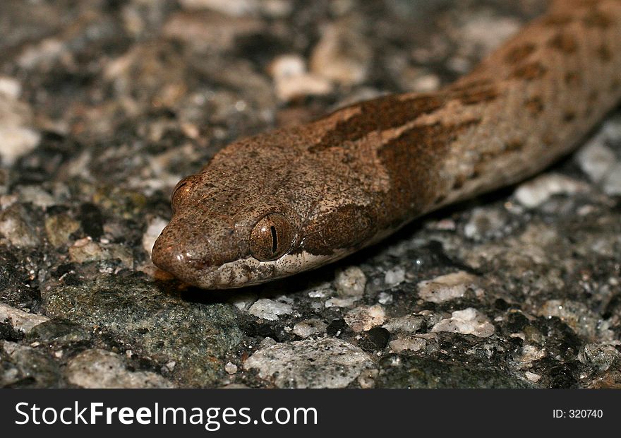 Macro Head Shot Of Night Snake