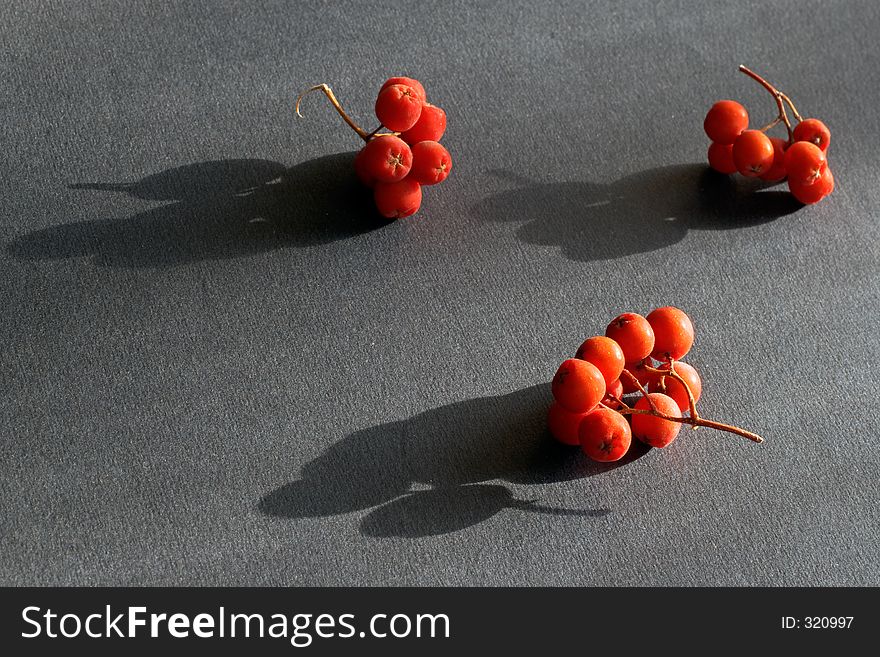 Fruits of a mountain red ash