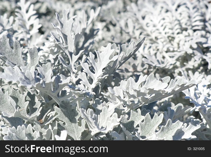 The frozen grass during winter