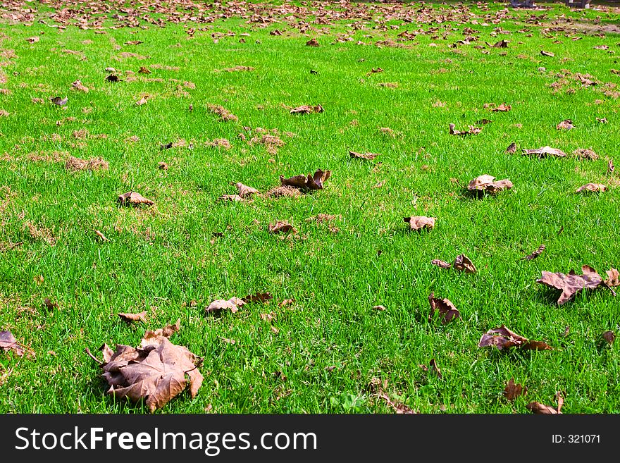 View of leafs on grass, autumn time. View of leafs on grass, autumn time