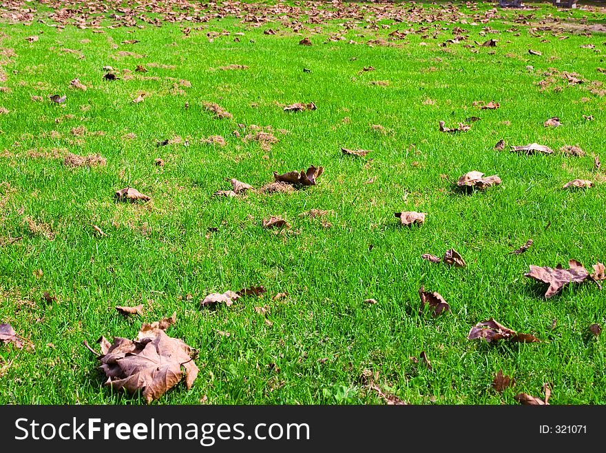 Autumn Leafs