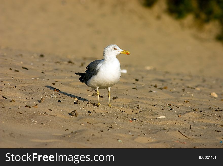 Seagull on the beach