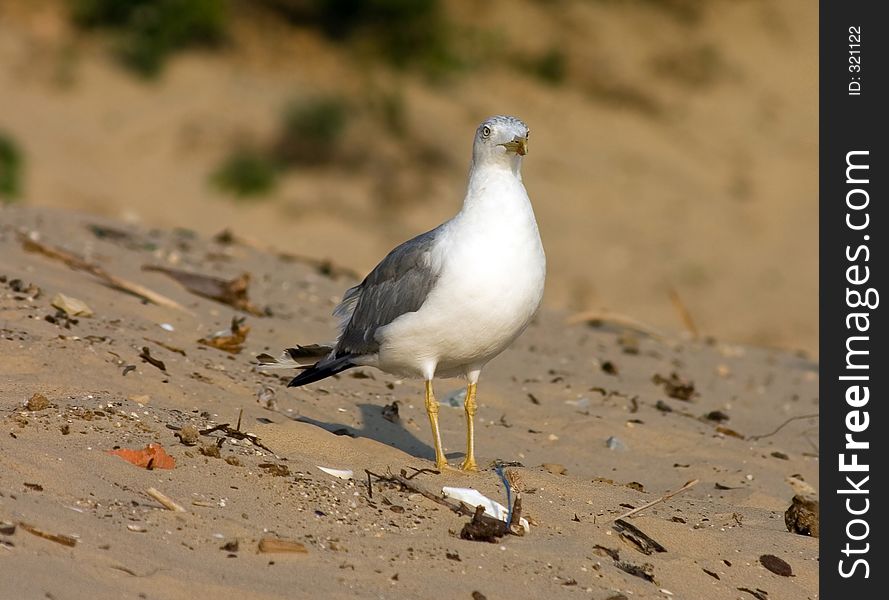 Seagull on the beach