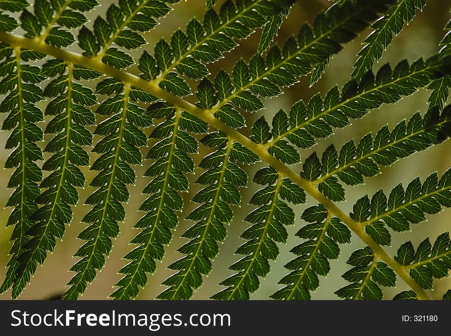 Branch of a fern tree