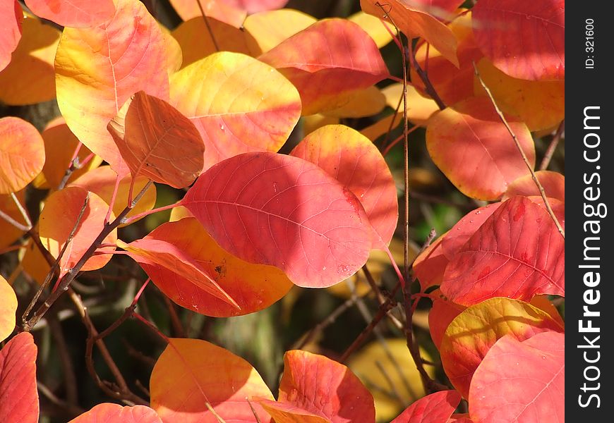 A beautiful macro shot of fall colored leaves. A beautiful macro shot of fall colored leaves