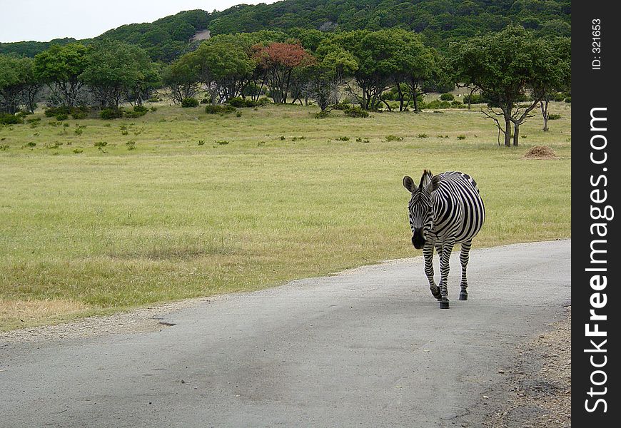 A solitary zebra walking down a road. A solitary zebra walking down a road