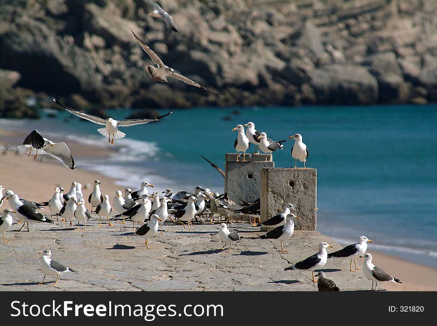 Seagulls flight in harbor