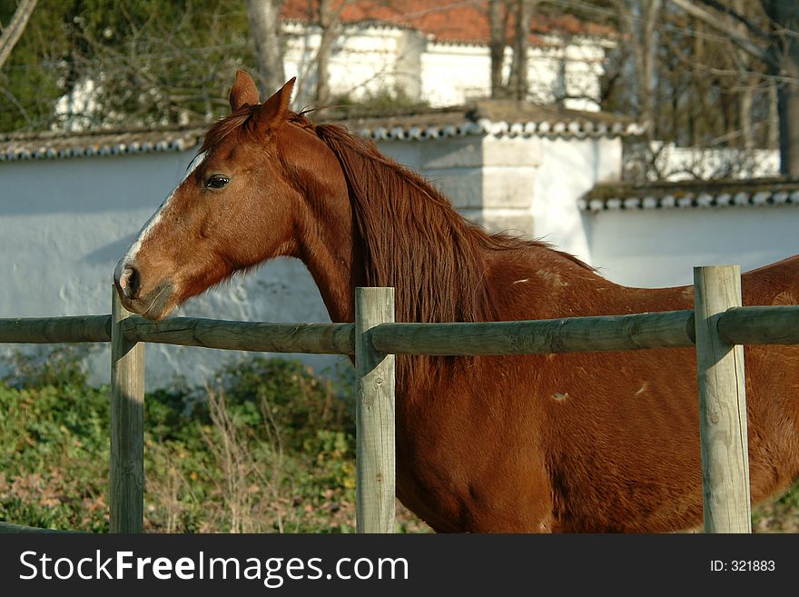 Horse and fence