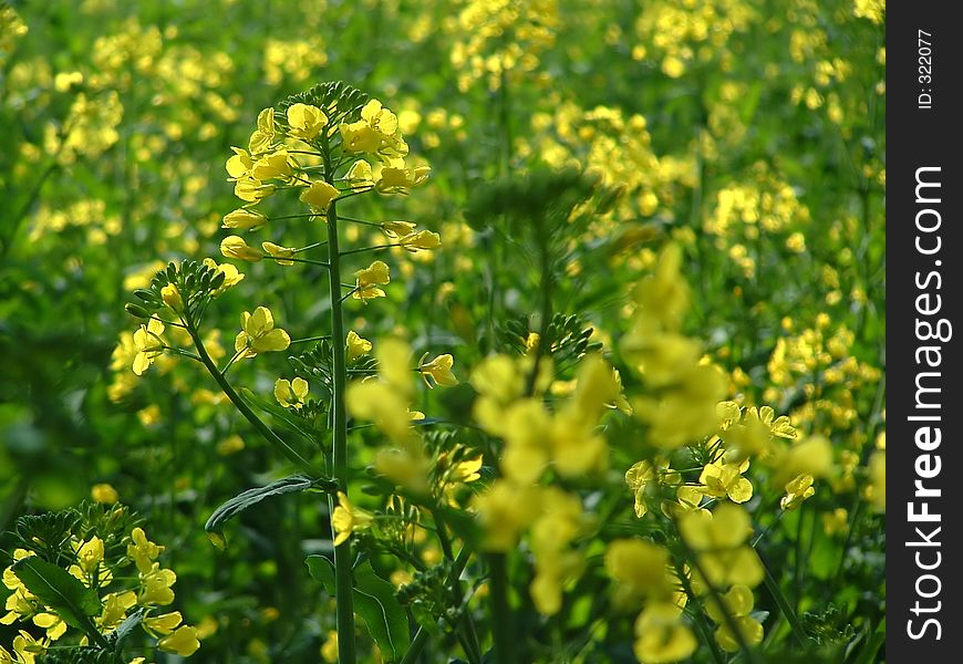 Yellow plant on a field