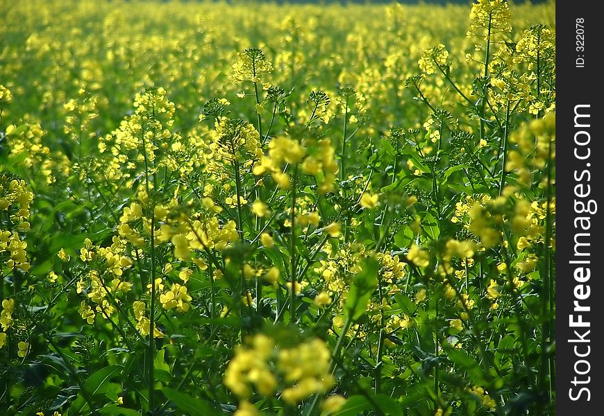 Yellow plants on a field. Yellow plants on a field