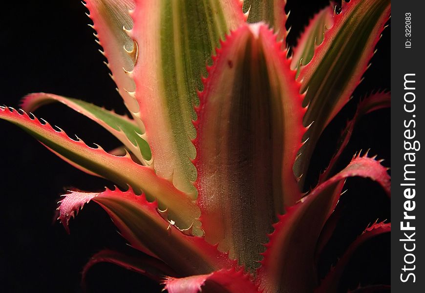 Leaf of a little ananas. Leaf of a little ananas