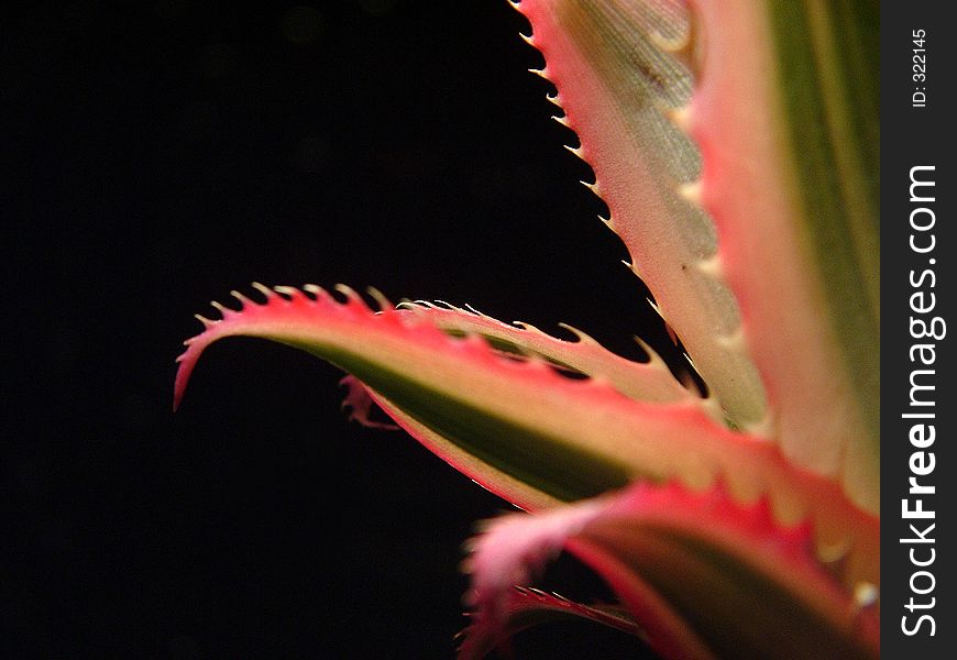 Leaf of a ananas. Leaf of a ananas