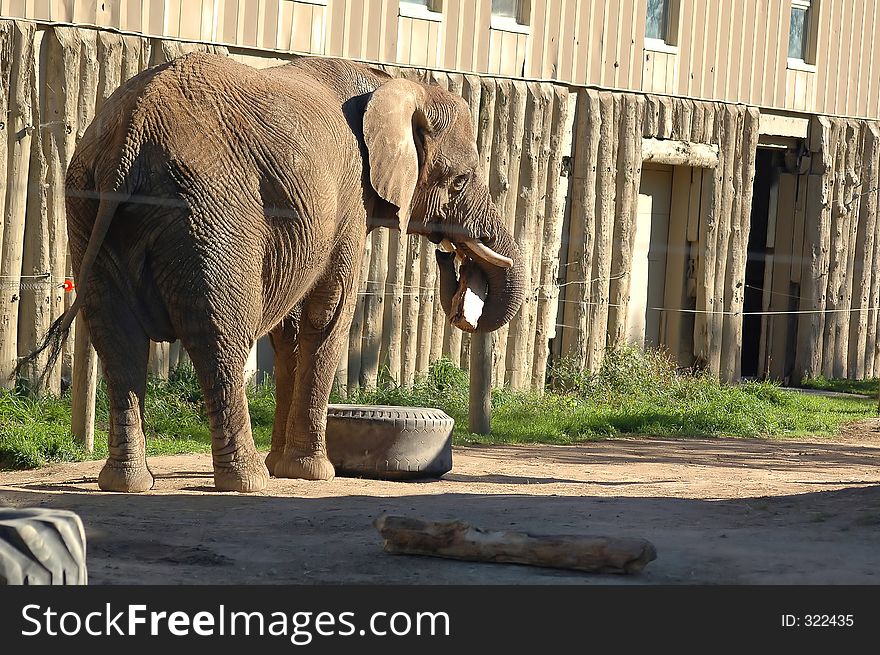 Playing elephant close-up