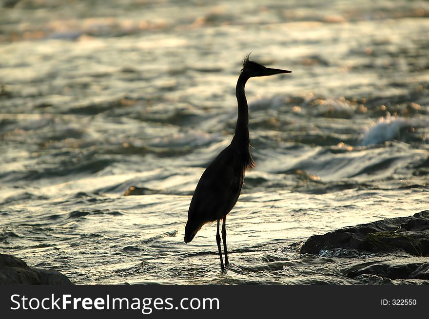 Angry great blue heron silhouette close-up