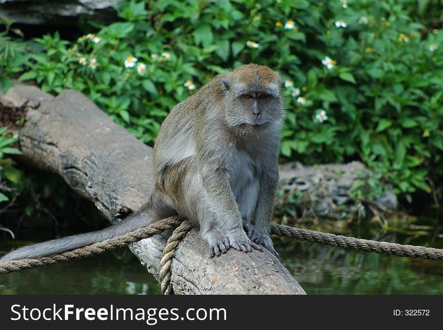 Old Female Macaque sitting on a log