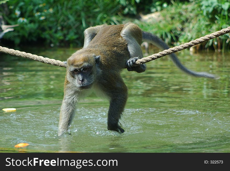 Young java macaque playing in the water